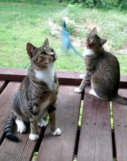 Chalky And Rusti image 2
