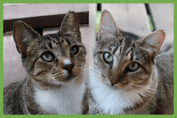 Chalky And Rusti image 1
