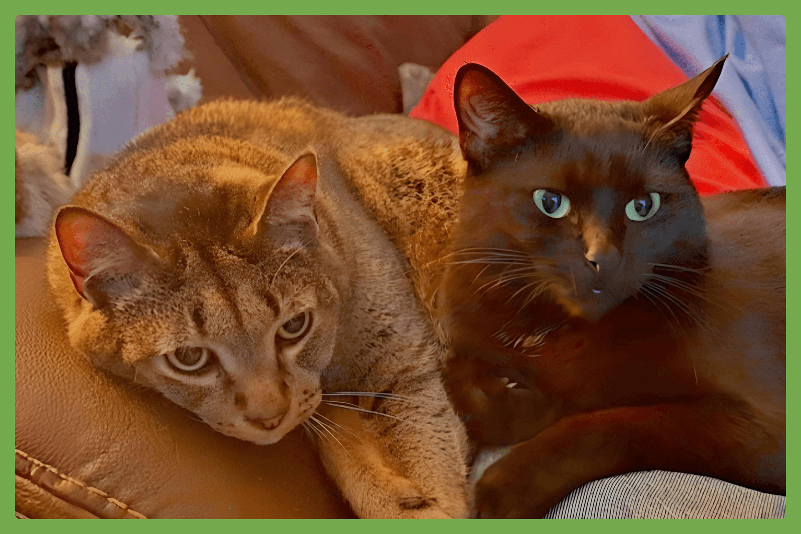 Danny And Lilbit - Domestic Short Hair
