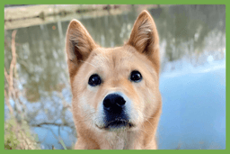 Moxie image 1