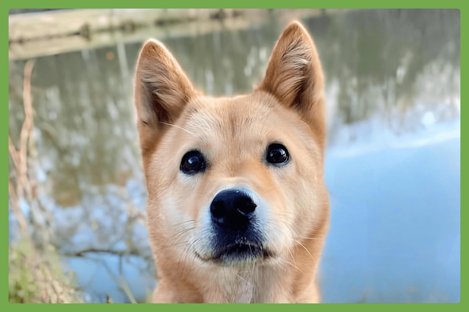 Moxie - Jindo (Korean)