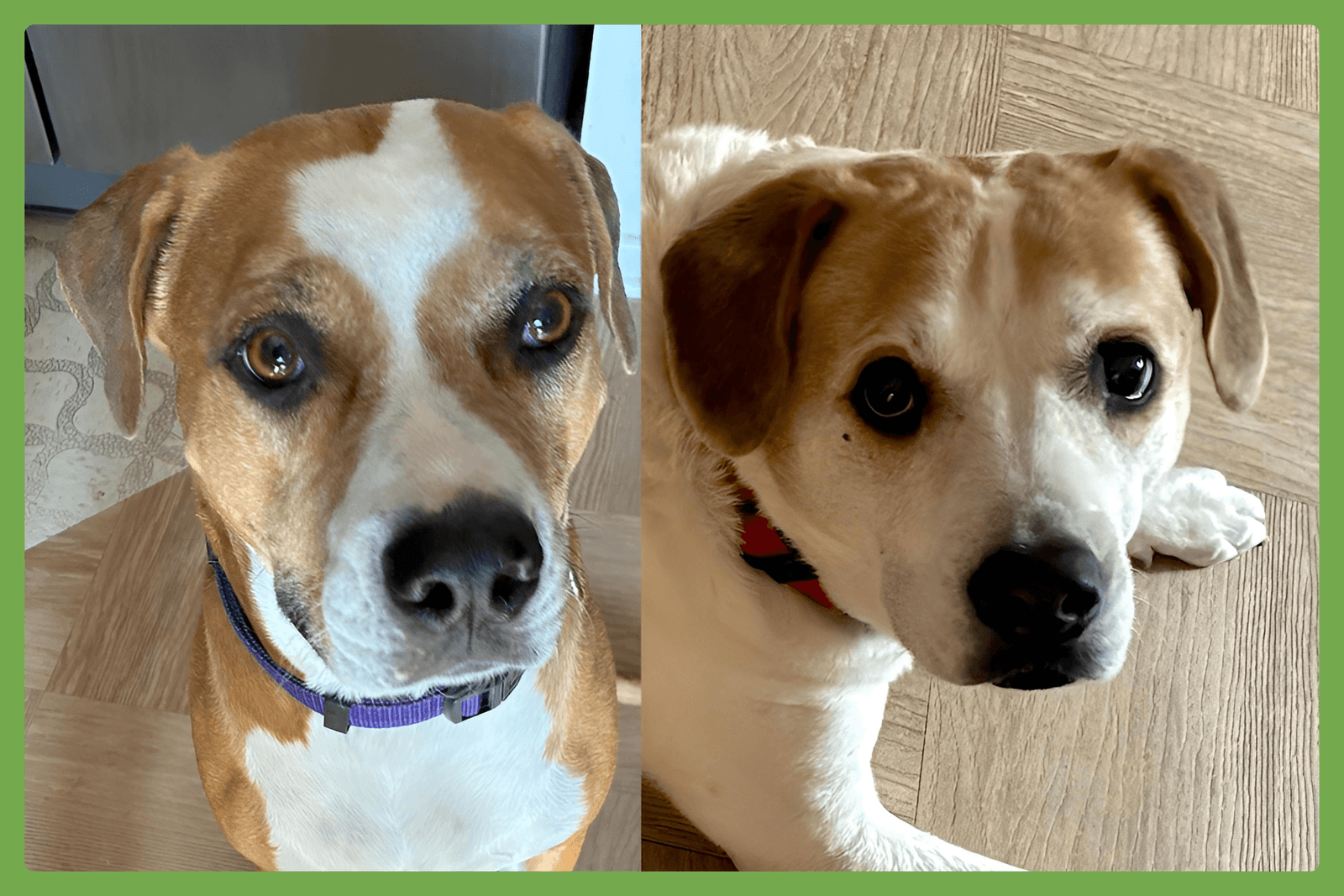 Lucky And Piper - American Pit Bull Terrier