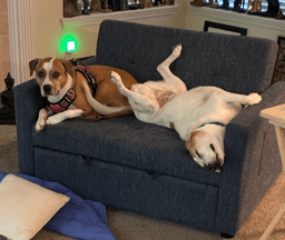 Lucky And Piper image 2