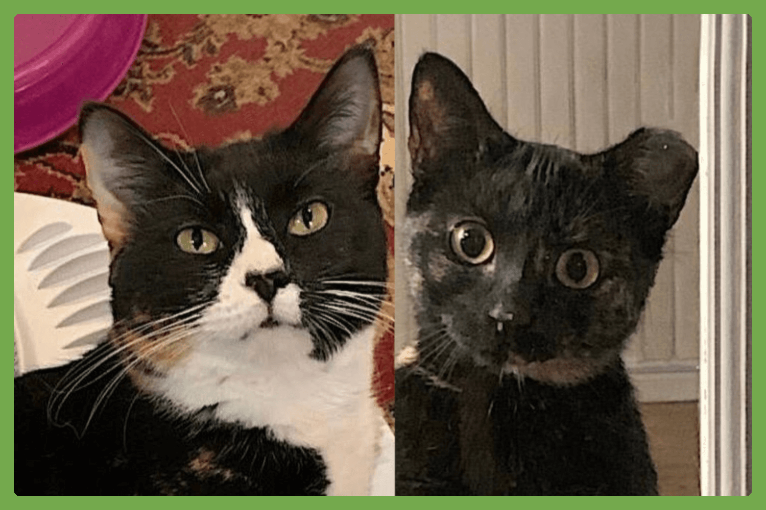 Momma Bear And Baby Bear - Domestic Short Hair