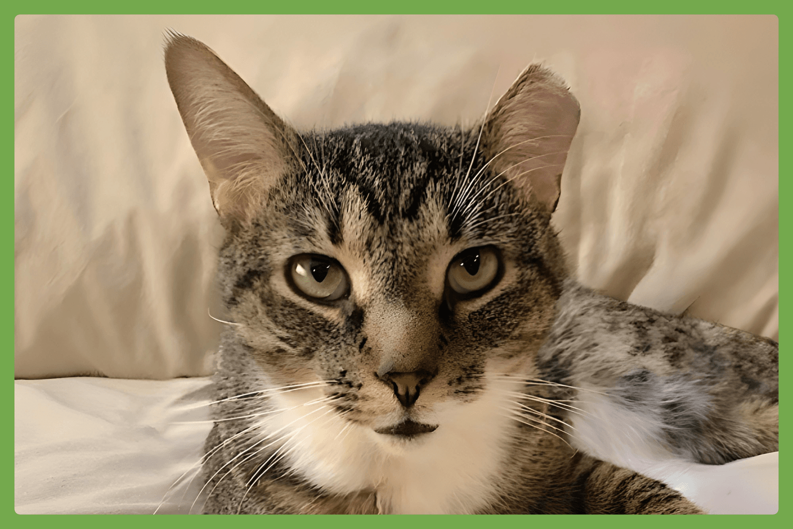 Poppa Bear - Domestic Short Hair