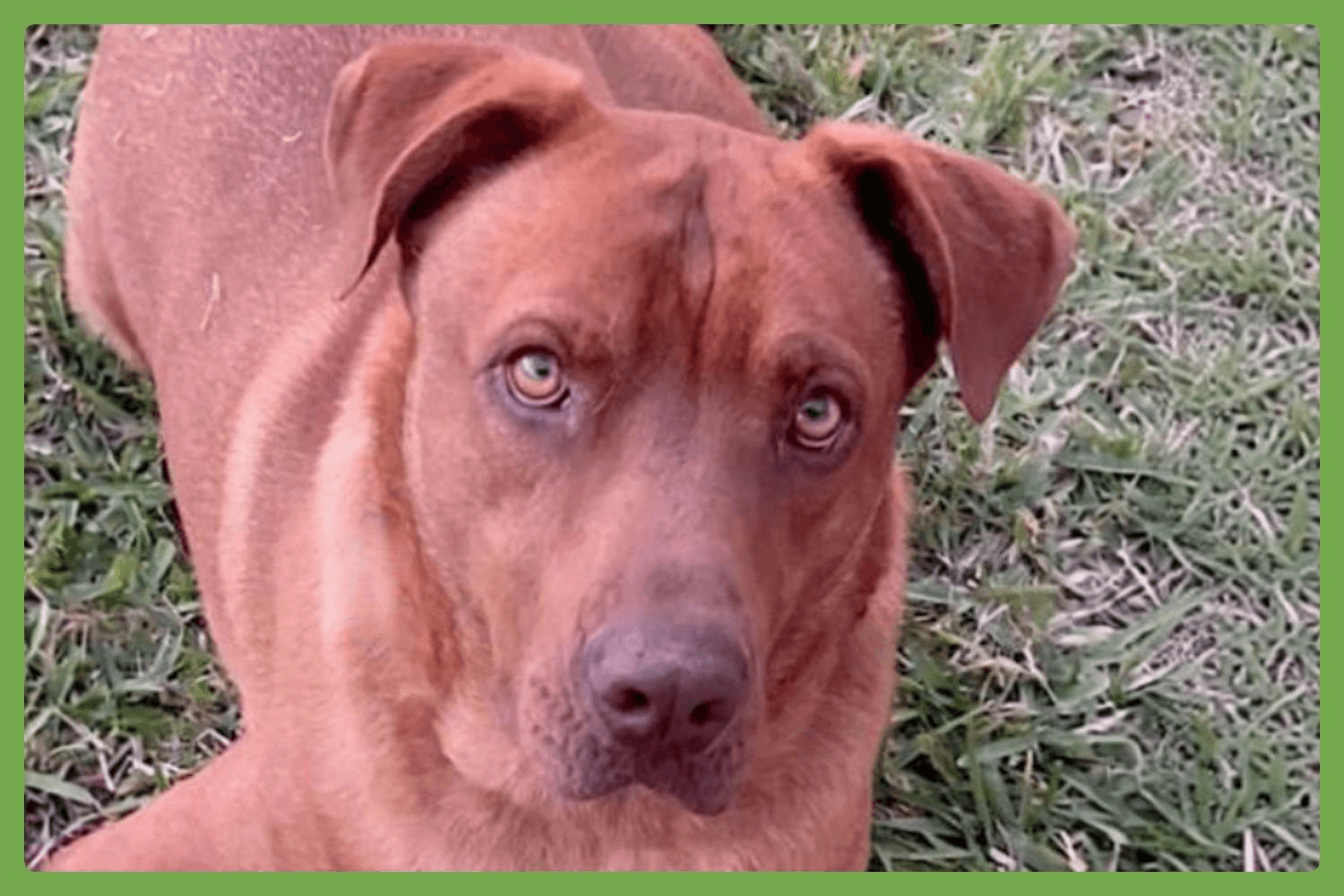 Stitch - American Pit Bull Terrier