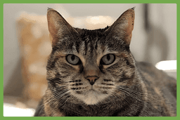 Mimi image 1