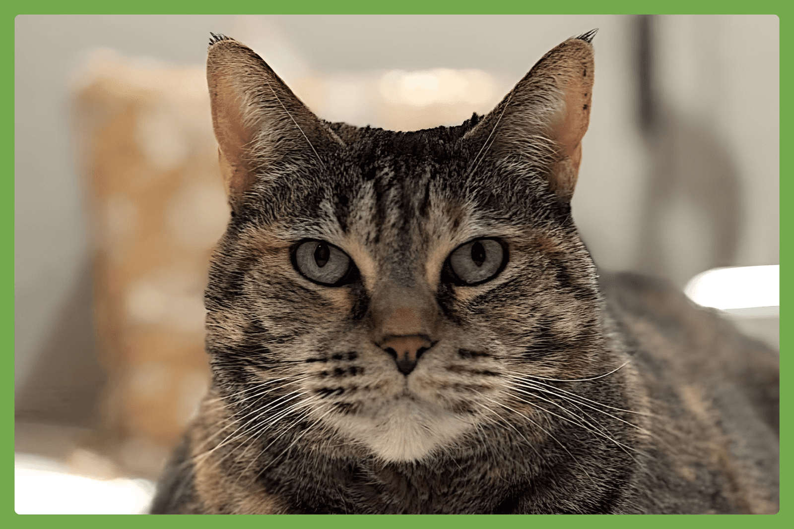 Mimi - Domestic Short Hair