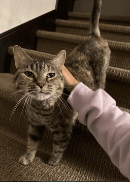 Mimi image 2