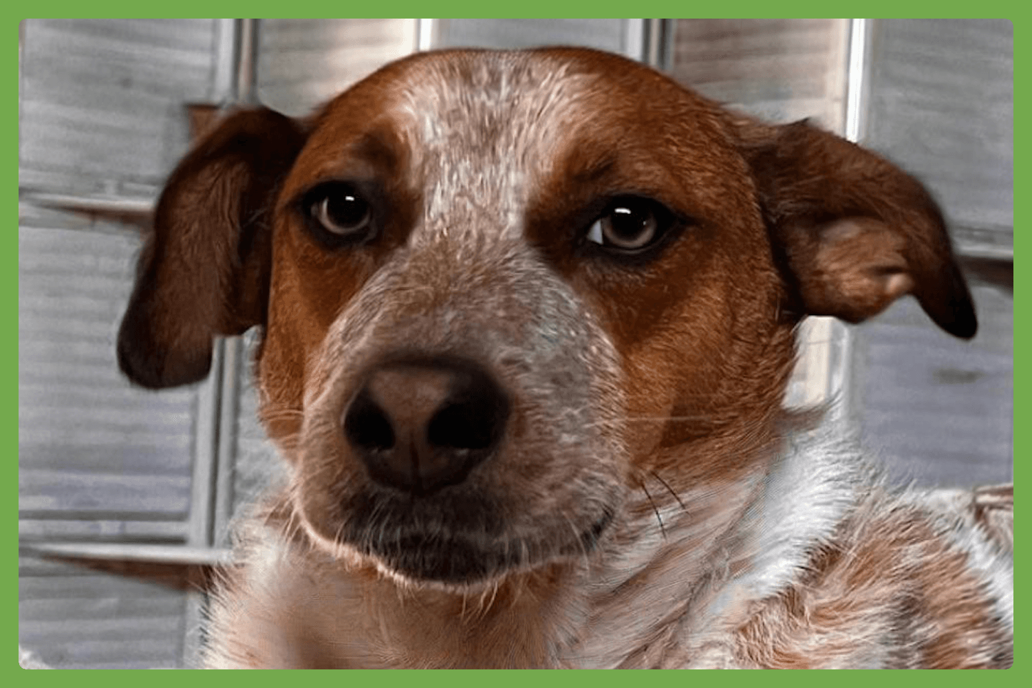 Tex - Australian Cattle Dog/Blue Heeler