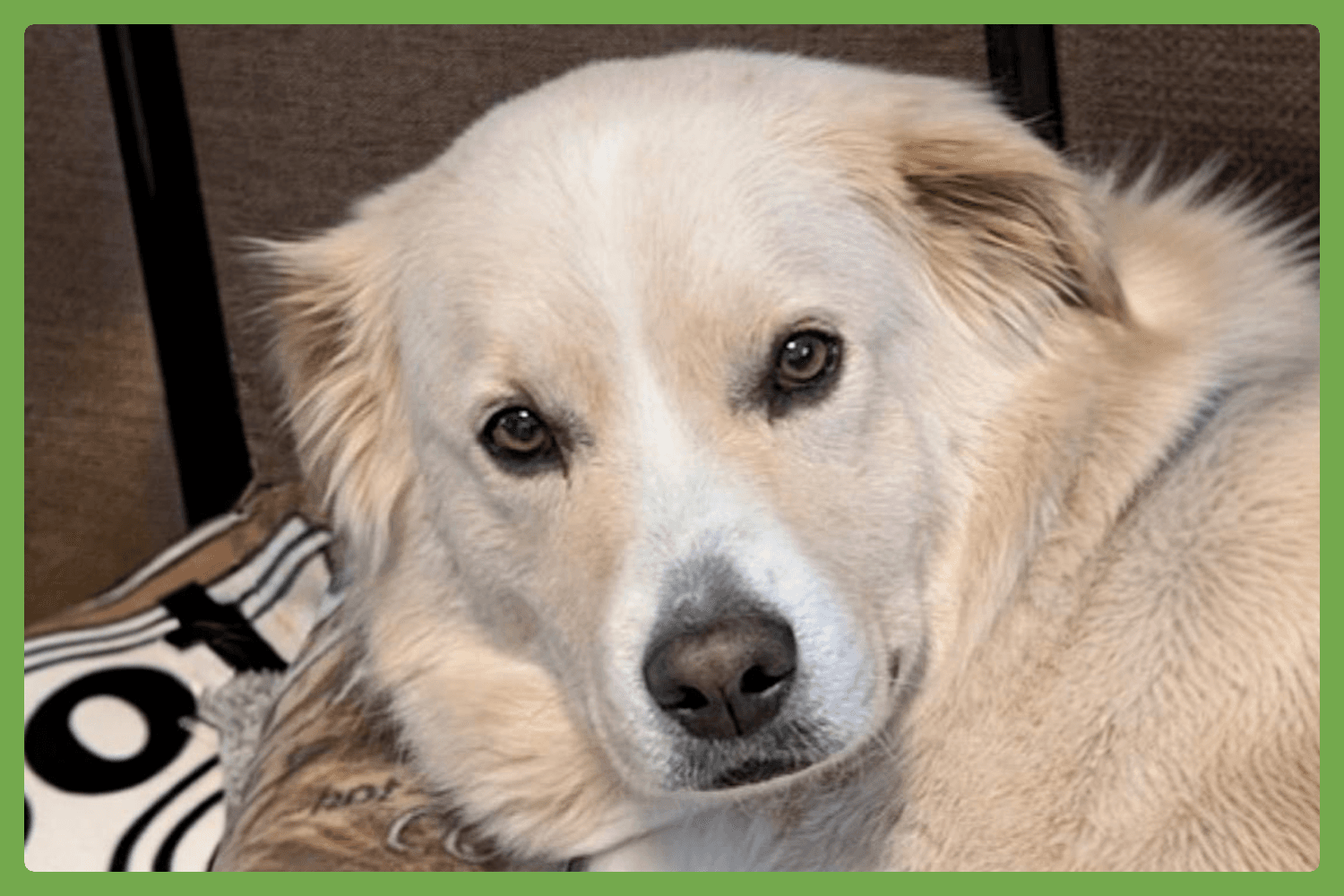 Benson - German Shepherd Dog