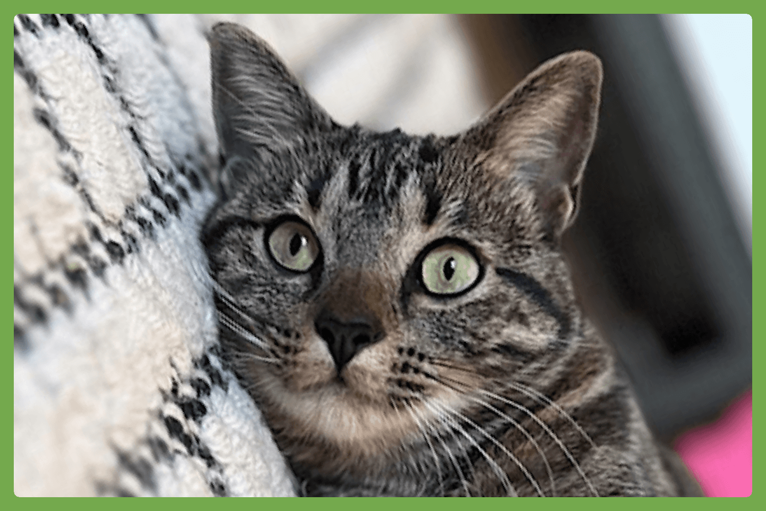 Wolfie - Domestic Short Hair