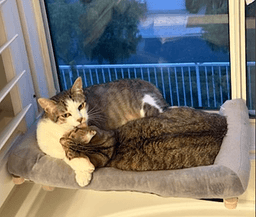 Daisy And Duke image 2