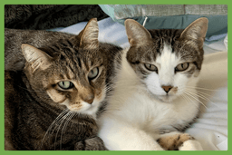 Daisy And Duke image 1