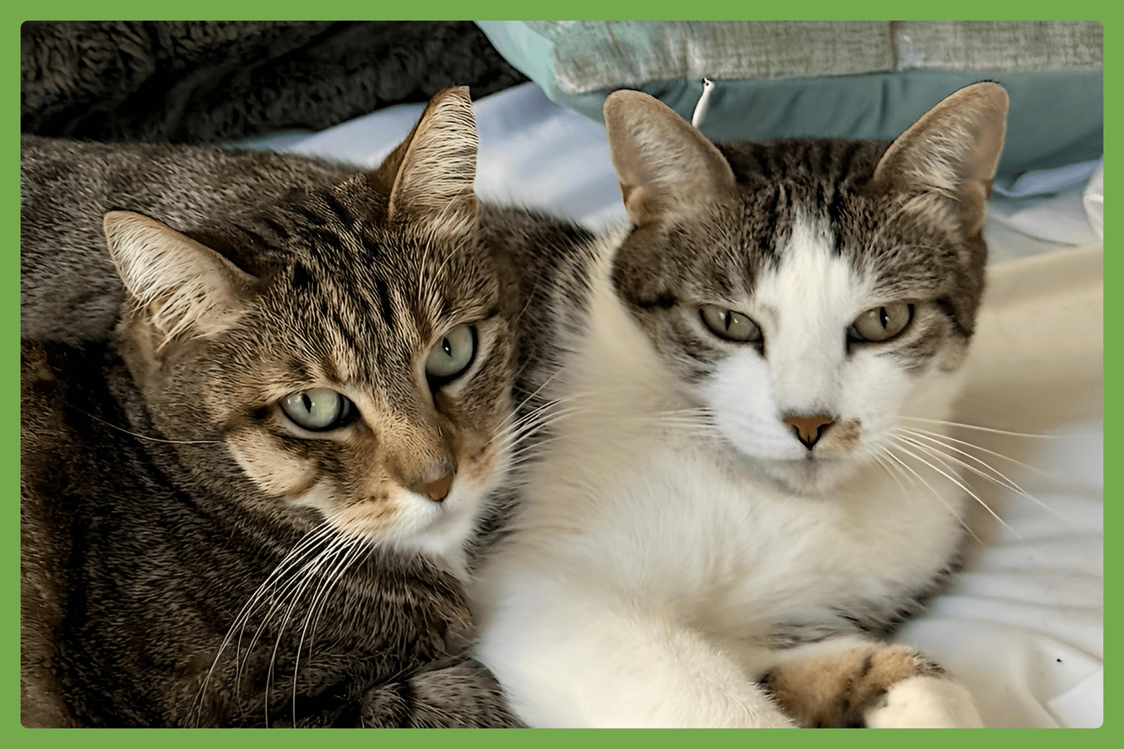 Daisy And Duke - Domestic Short Hair