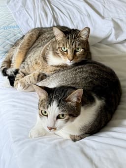 Daisy And Duke image 3