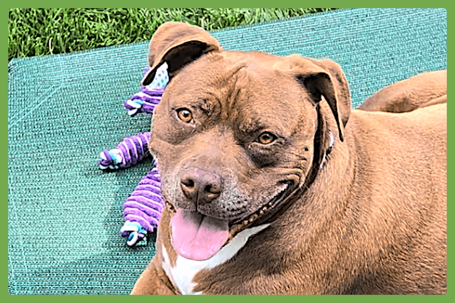 Brie - American Pit Bull Terrier