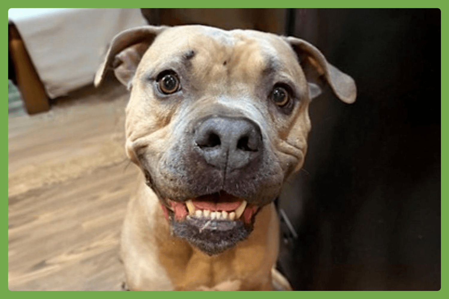 Santana - American Pit Bull Terrier