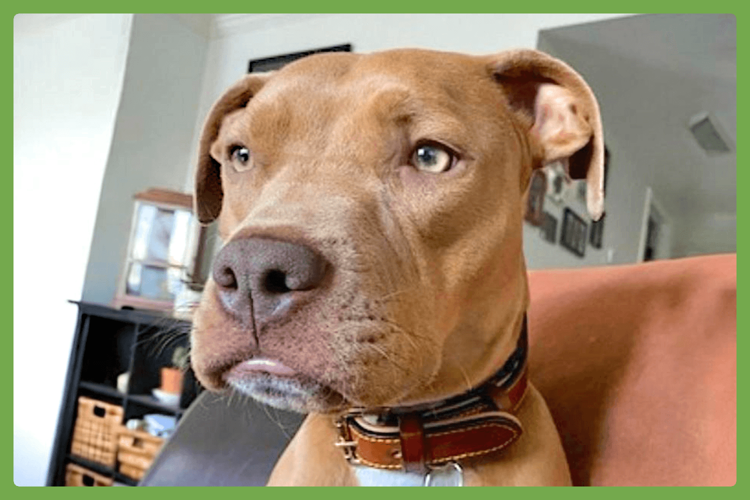 River - American Pit Bull Terrier