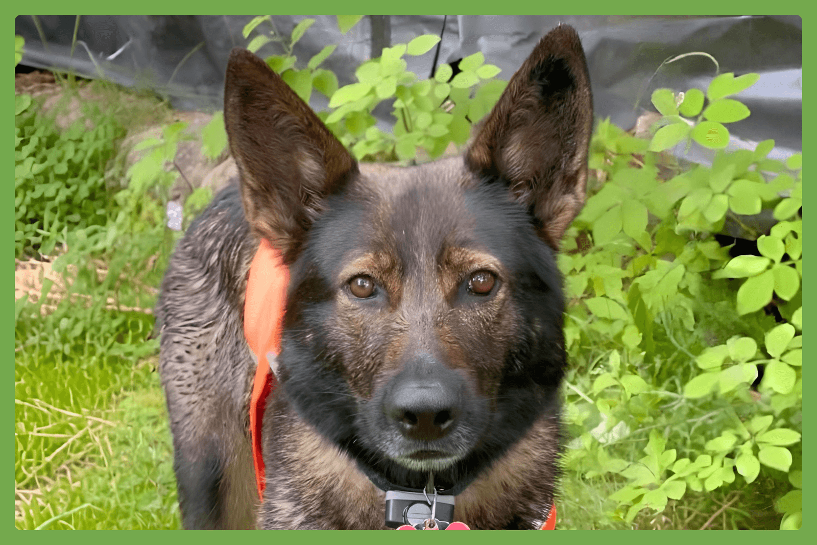 Annie - German Shepherd Dog