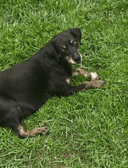 Raiya image 2