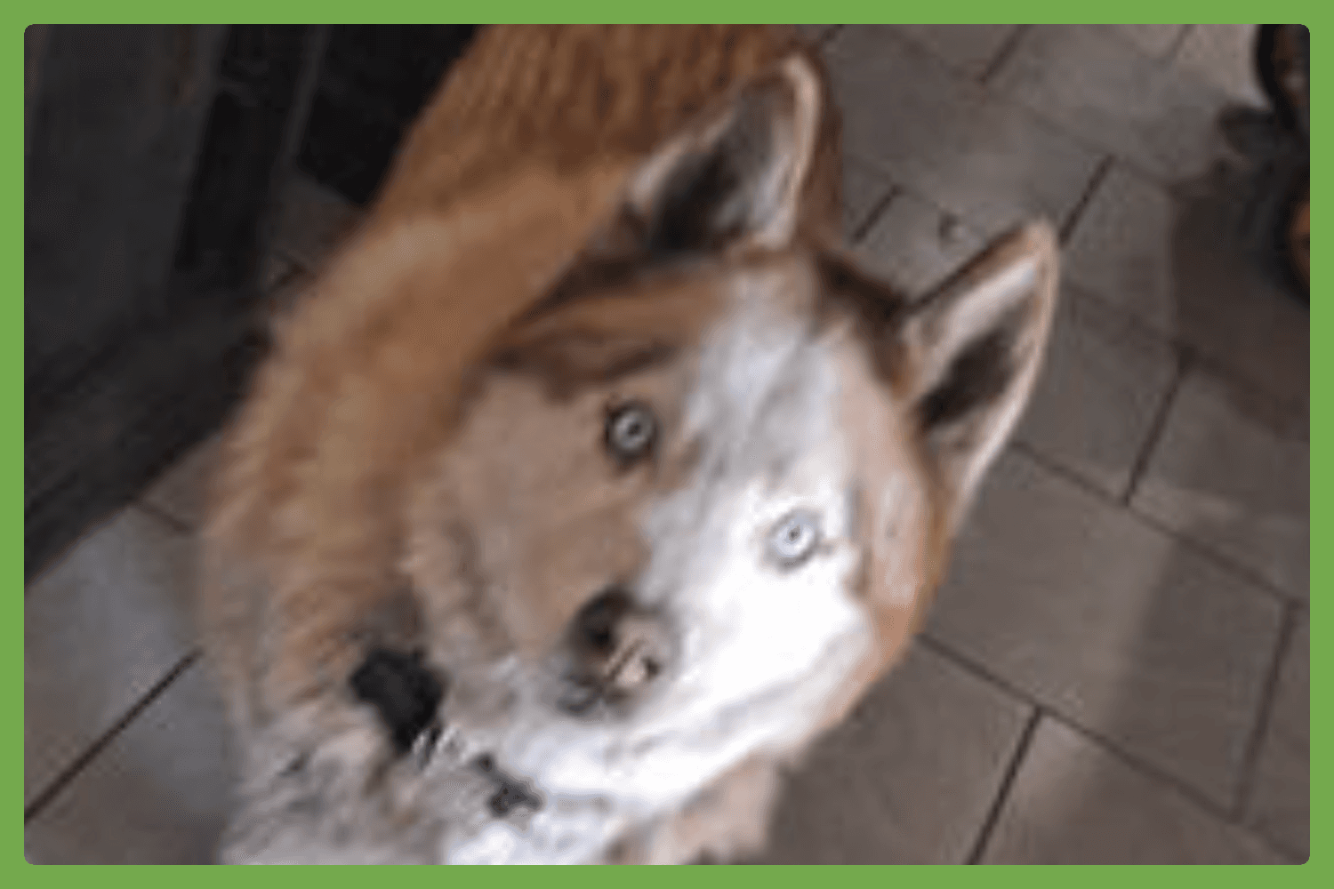 Wolf - Siberian Husky