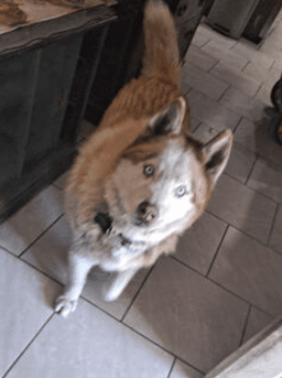 Wolf image 3