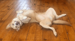Stella image 2