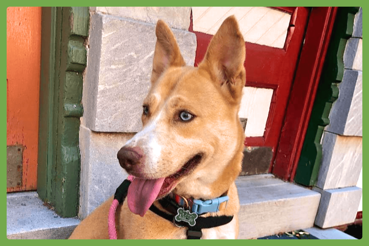 Stella - Siberian Husky