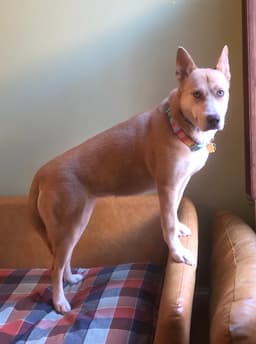 Stella image 3