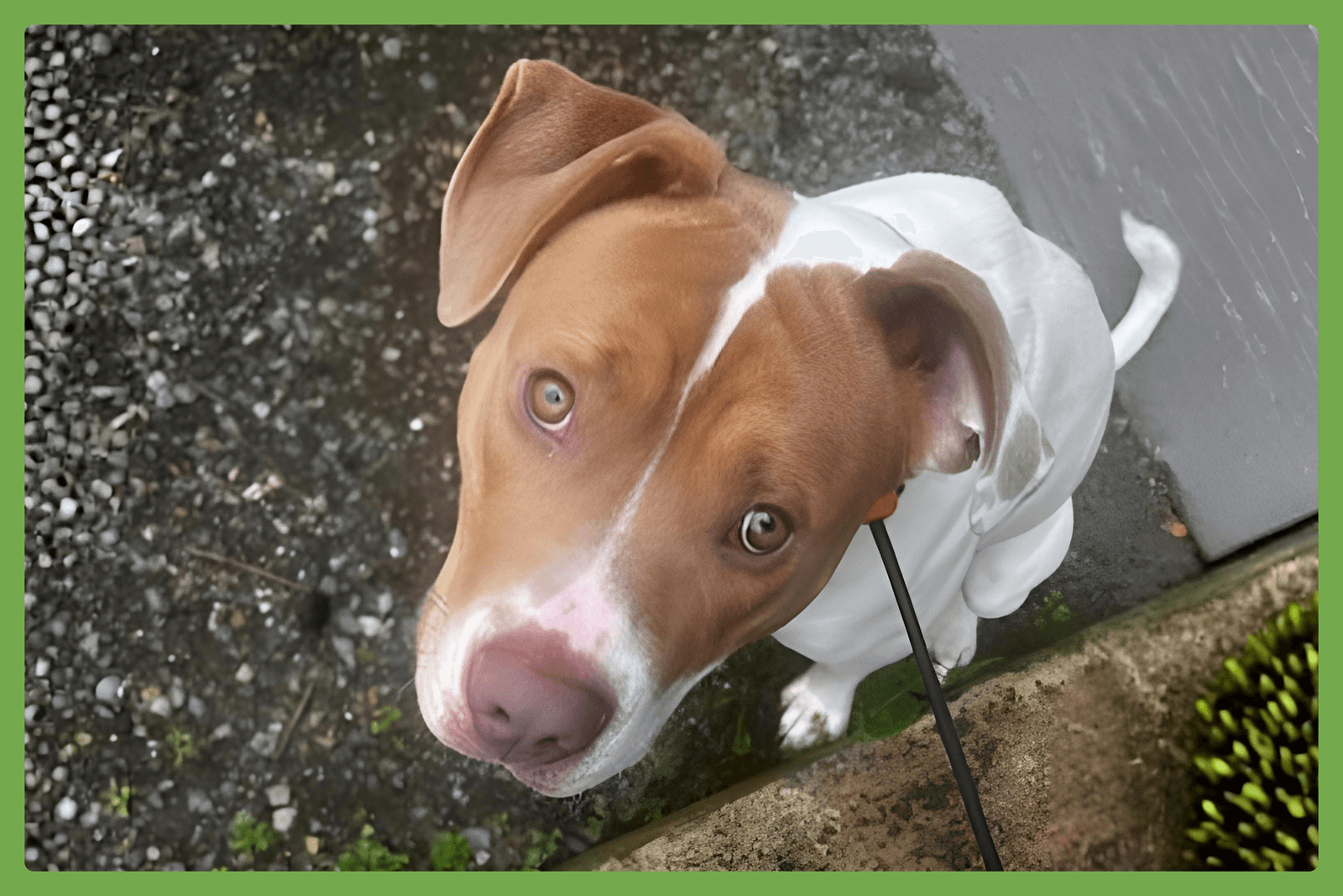Moose - American Pit Bull Terrier