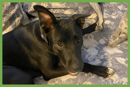Zena image 1