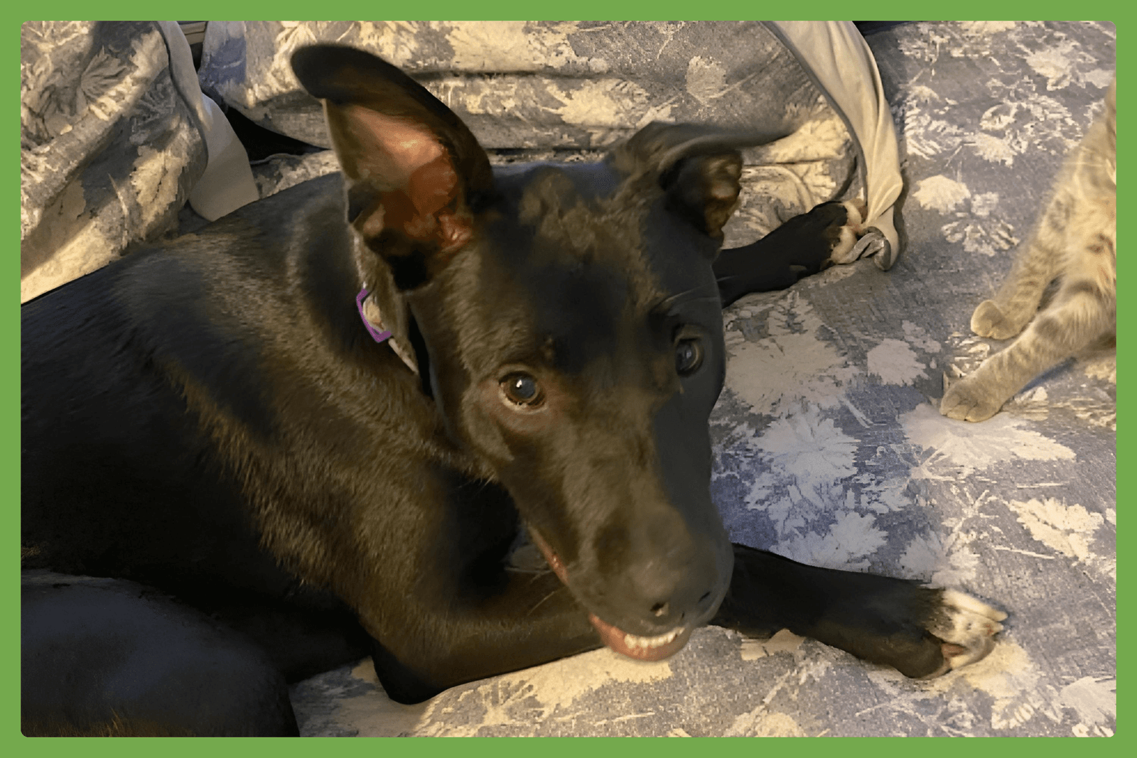 Zena - American Pit Bull Terrier