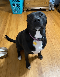 Zena image 2