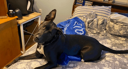 Zena image 4