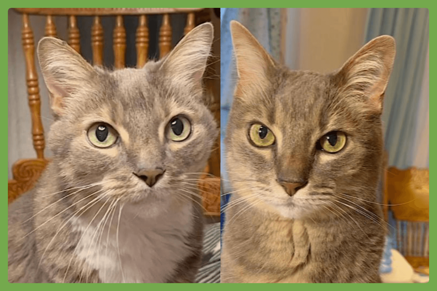 Veruca And Violet - Domestic Short Hair