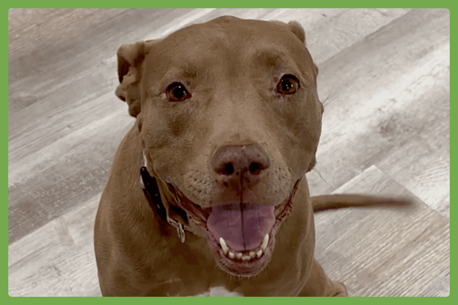 Lena - American Pit Bull Terrier