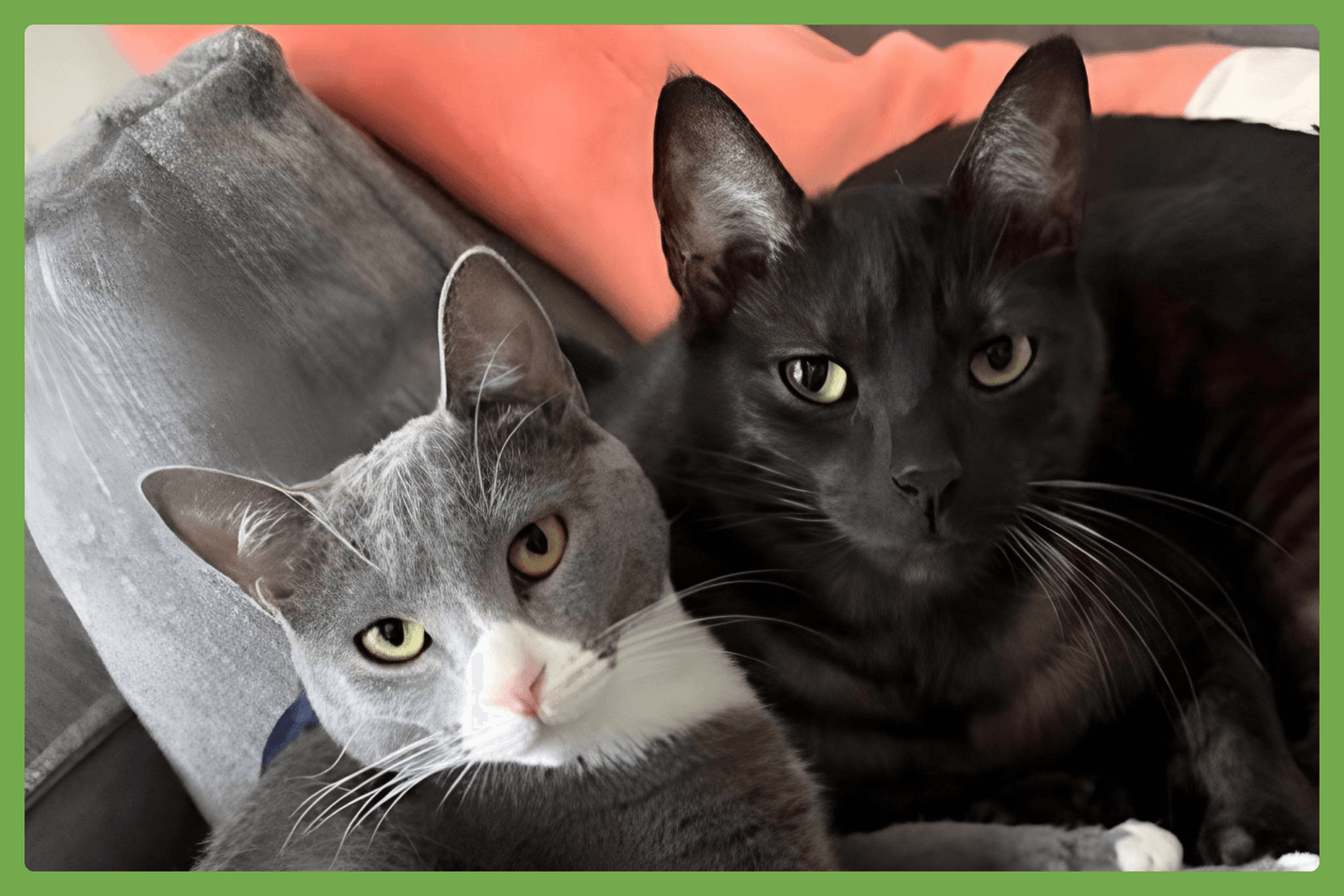 Dory And Jack - Domestic Short Hair