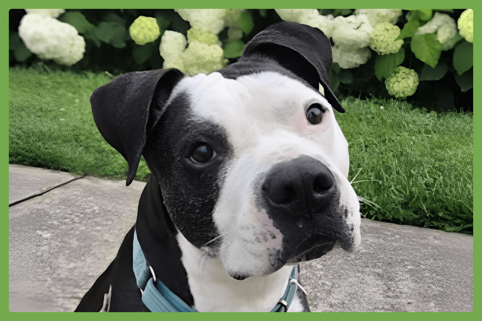 Domino - American Pit Bull Terrier
