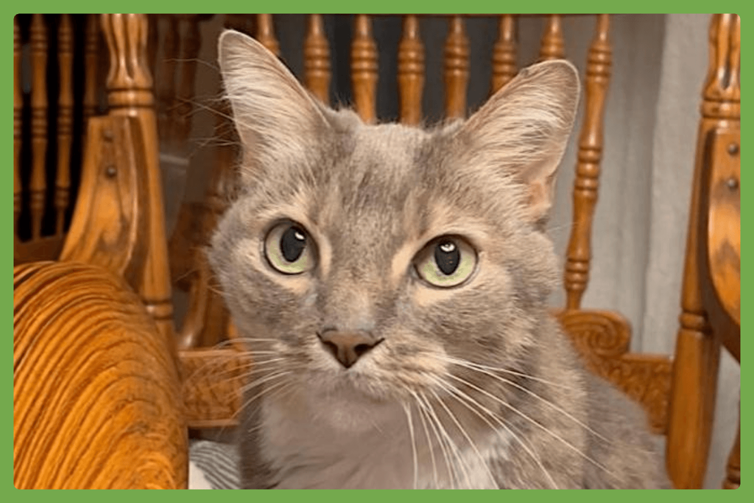 Veruca - Domestic Short Hair