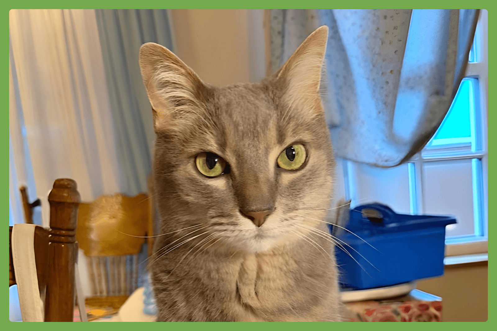 Violet - Domestic Short Hair