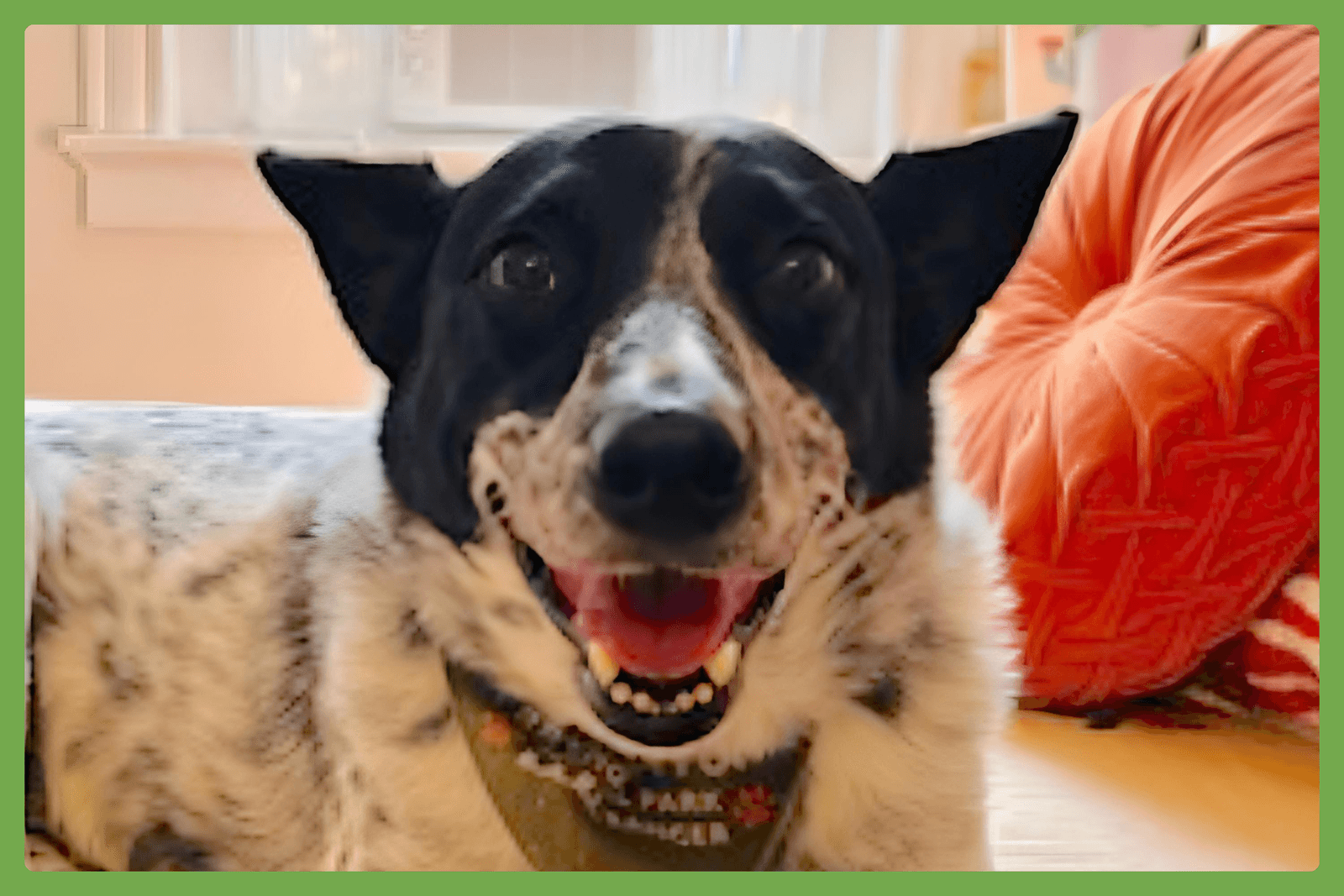 Tofu - Australian Cattle Dog/Blue Heeler