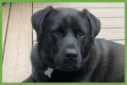 Lucy image 1