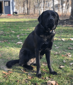 Lucy image 2