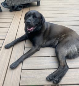 Lucy image 4