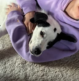 Bella image 2