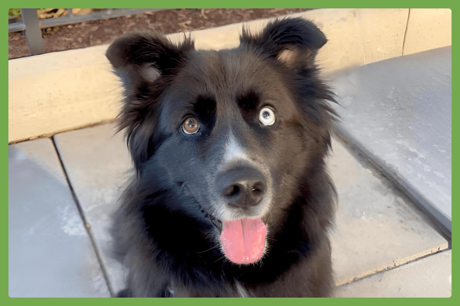 Ollie - Siberian Husky