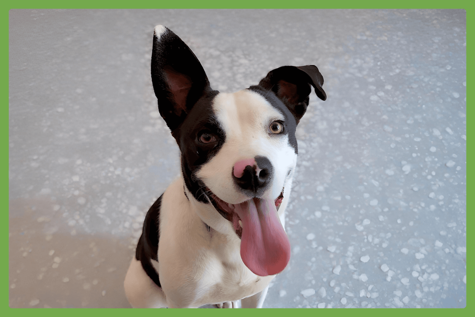 Moomoo - American Pit Bull Terrier