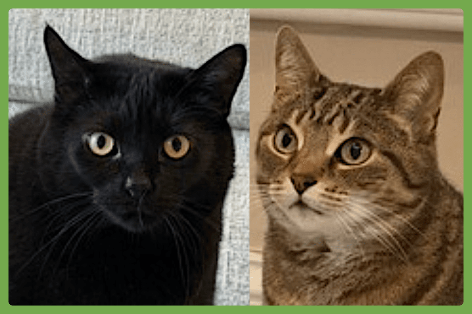 Cole And Fudge Ripple - Domestic Short Hair