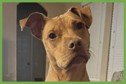 Gracie image 1